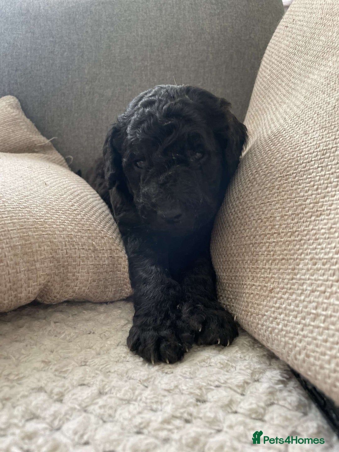 Goldendoodle dogs for sale: Golden doodles  - Image 8