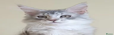 Boy 2