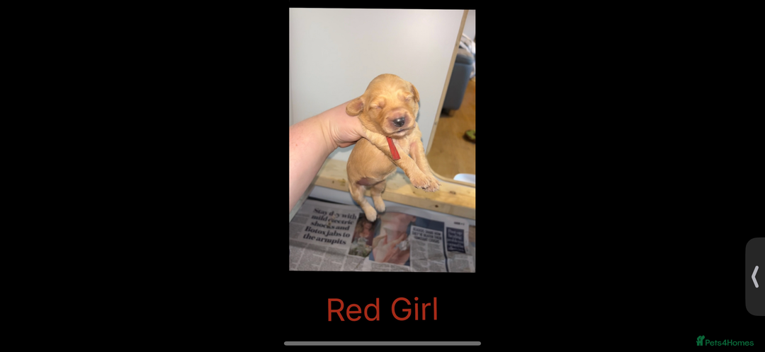 Goldendoodle dogs for sale: F1 mini Goldendoodles - Advert 13