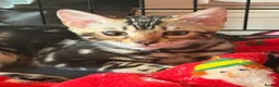 Bengal cats for sale: Beautiful Marble Bengal Kittens  - Advert 3