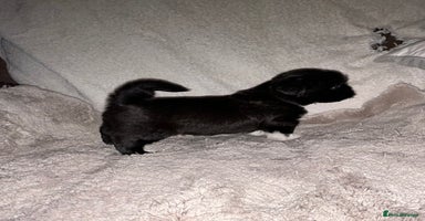 Lhasa Apso dogs KC Reg Lhasa Apso pups GPRA clear - Advert 9