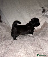 Lhasa Apso dogs KC Reg Lhasa Apso pups GPRA clear - Advert 1