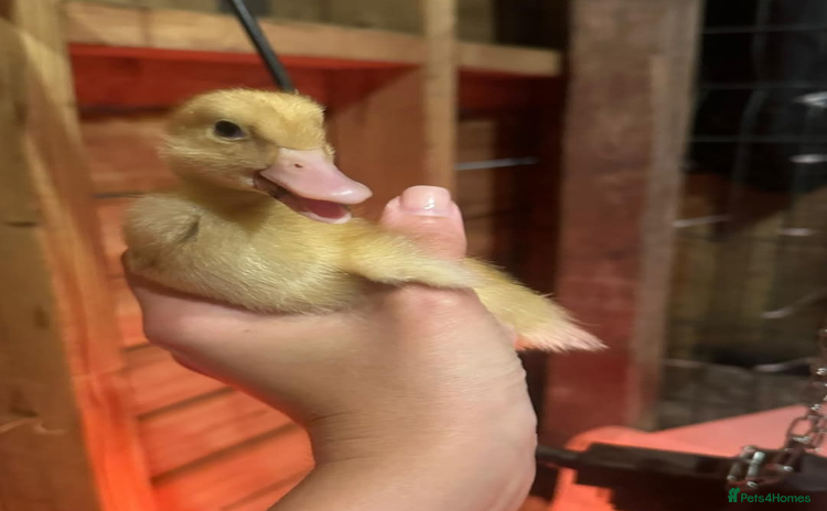 Ducks poultry - Advert 1