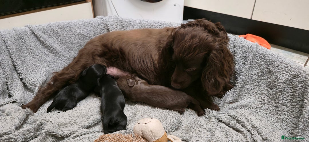 Cocker Spaniel dogs for sale: Working Cocker Pup - Image 6