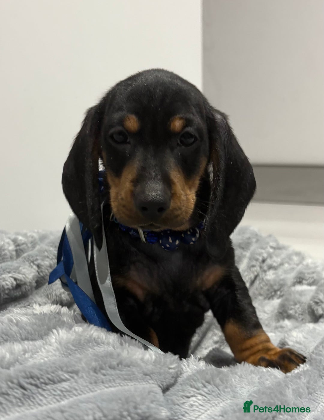 Miniature Dachshund dogs for sale: Gorgeous Miniature Dachshunds - Advert 15