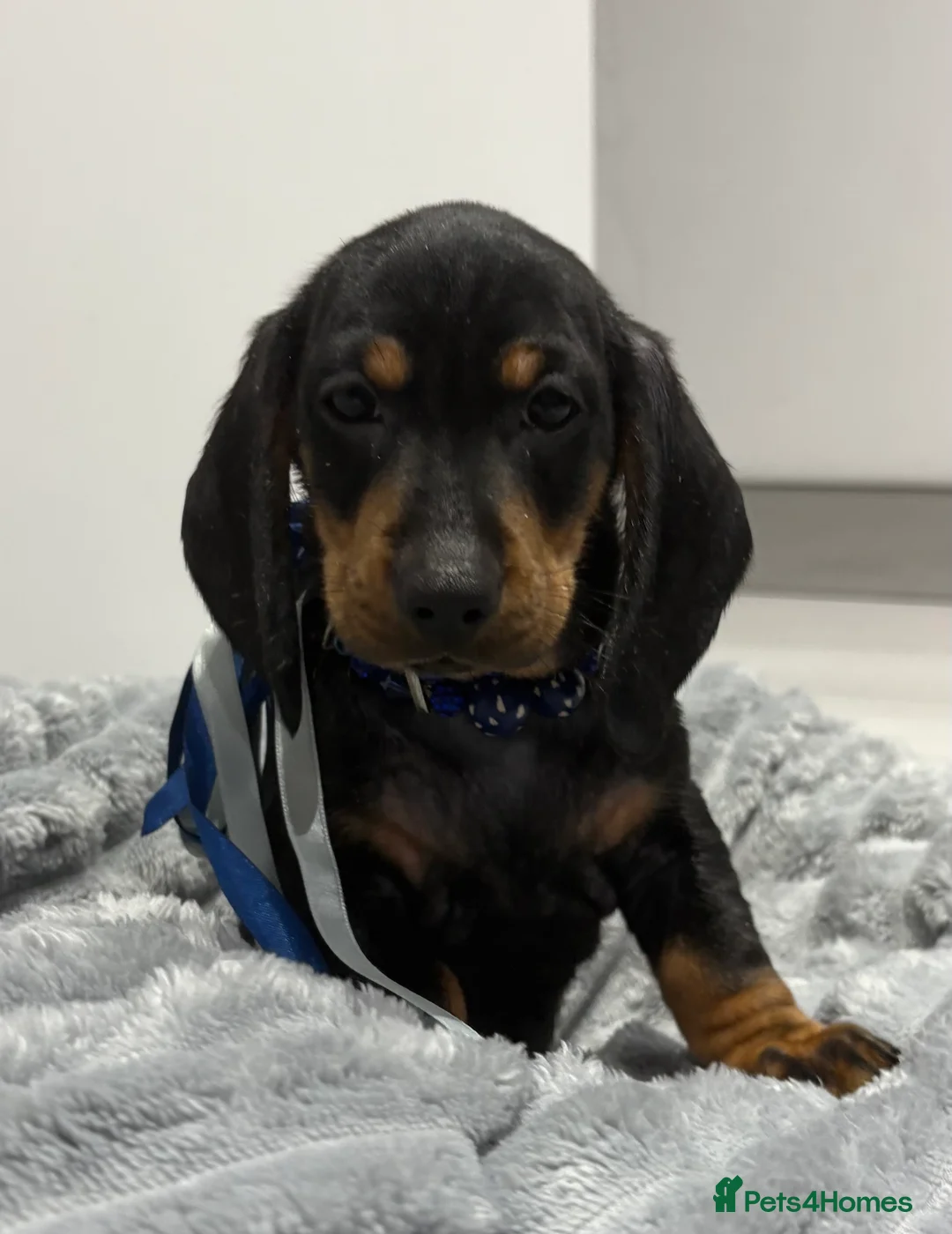 Miniature Dachshund dogs for sale: 💙One Boy ❤️One Girl Remaining Black & Tan  - Advert 13