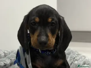 Miniature Dachshund dogs 💙 One Boy Looking for a Forever Home 💙 - Advert 14