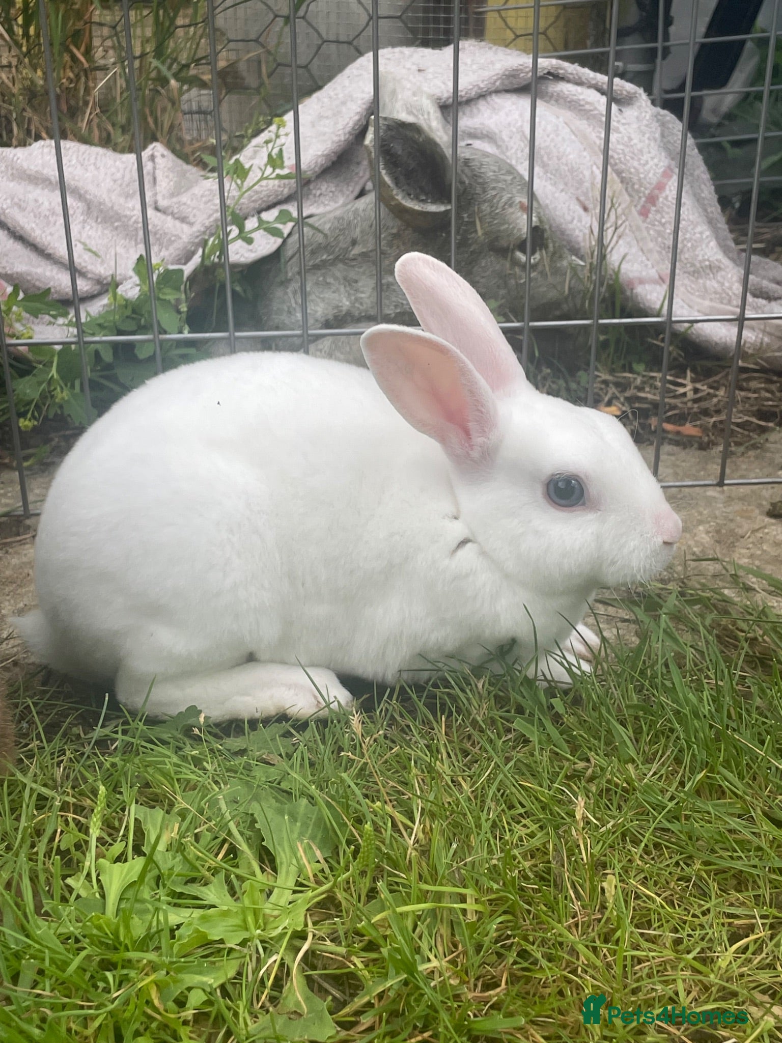 Rex rabbits 💖Pure bred mini Rex💖 - Advert 2