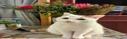 Domestic Shorthair cats for sale: Mother & Son Domestic Shorthair Cats  in Birmingham - Advert 26