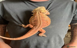 Bearded Dragon reptiles for sale: Red bearded dragon female with Viv and set up  - Image 7