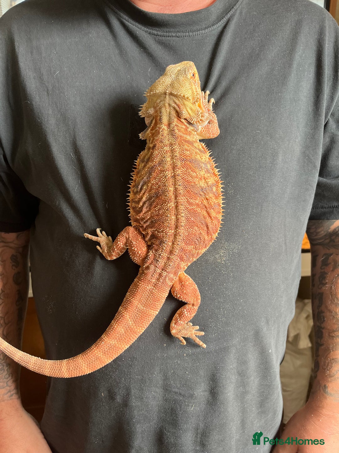 Bearded Dragon reptiles for sale: Red bearded dragon female with Viv and set up  - Image 7