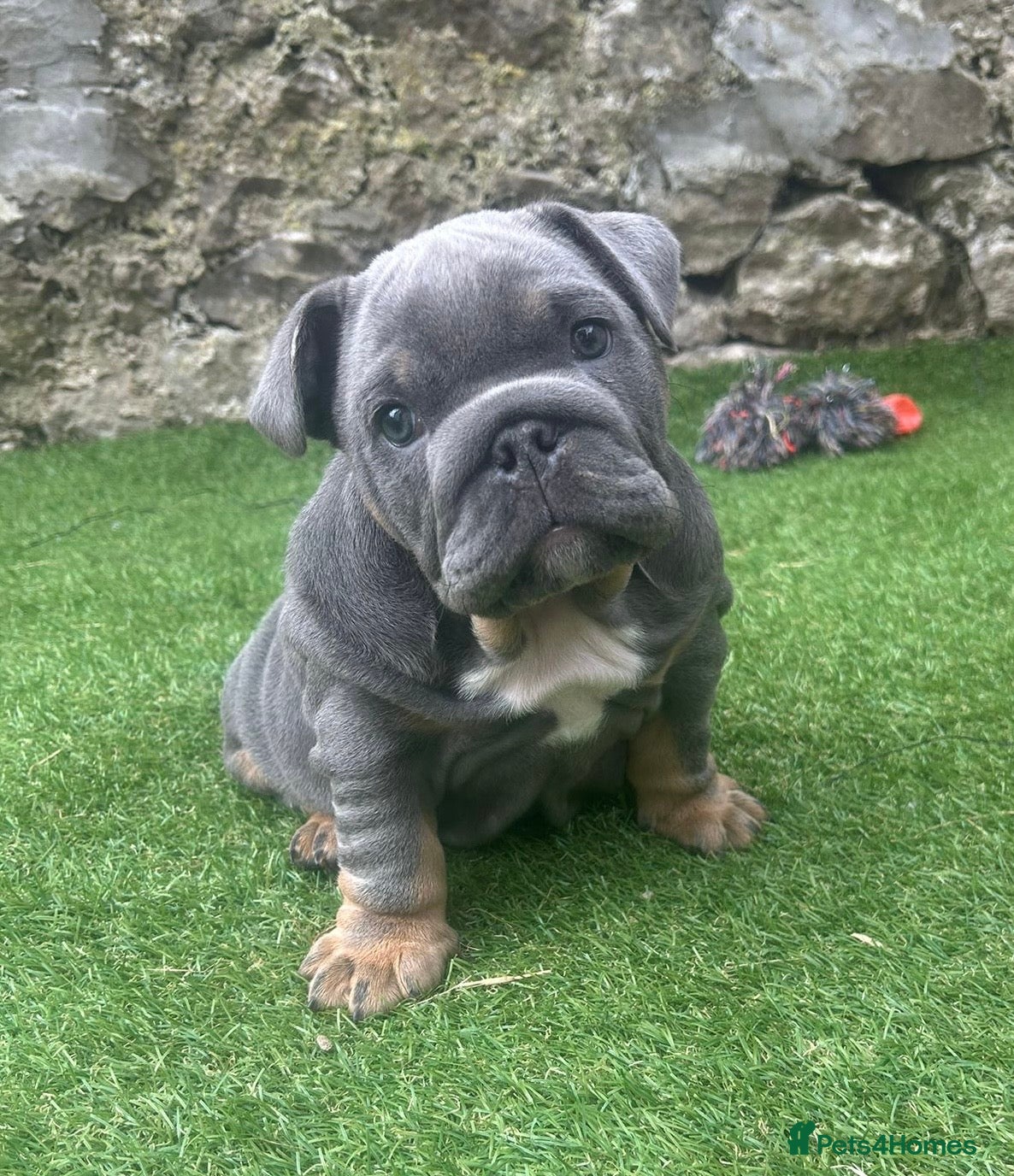 English Bulldog dogs 1 boy and 1 girl left ❤️💙 - Advert 6