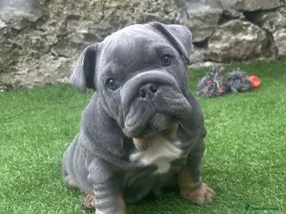 English Bulldog dogs 1 boy and 1 girl left ❤️💙 - Advert 6