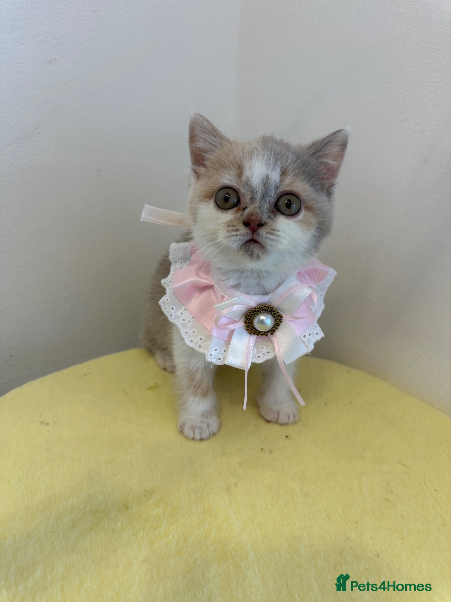 British Shorthair cats 🐻 British Shorthair Kittens TICA REG 🐻 - Advert 1