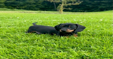 Dachshund dogs - Advert 16