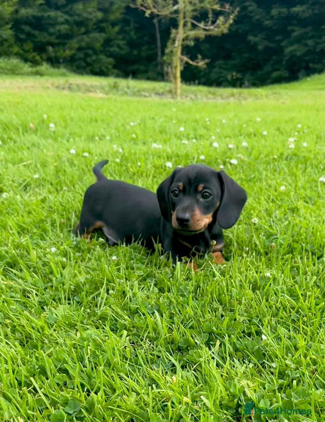 Dachshund dogs for sale: Miniature Dachshund puppies  - Image 2