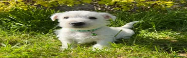West Highland Terrier Puppy 1