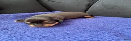 Chihuahua dogs for sale: Chihuahua puppies 3 💙Ánd 2🩷 - Advert 8