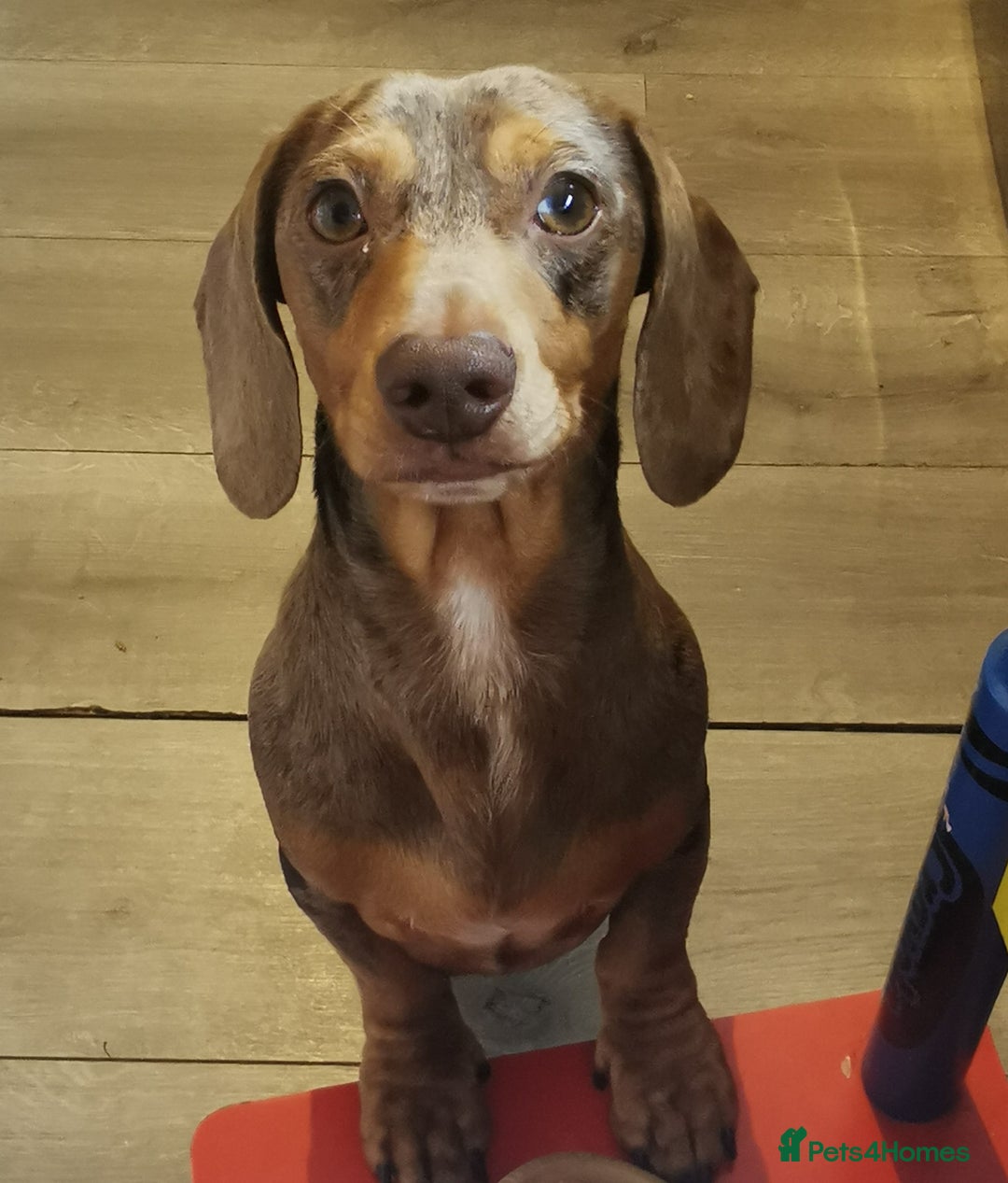 Miniature Dachshund dogs for stud: Miniature chocolate dapple mink dachshund stud dog - Image 12