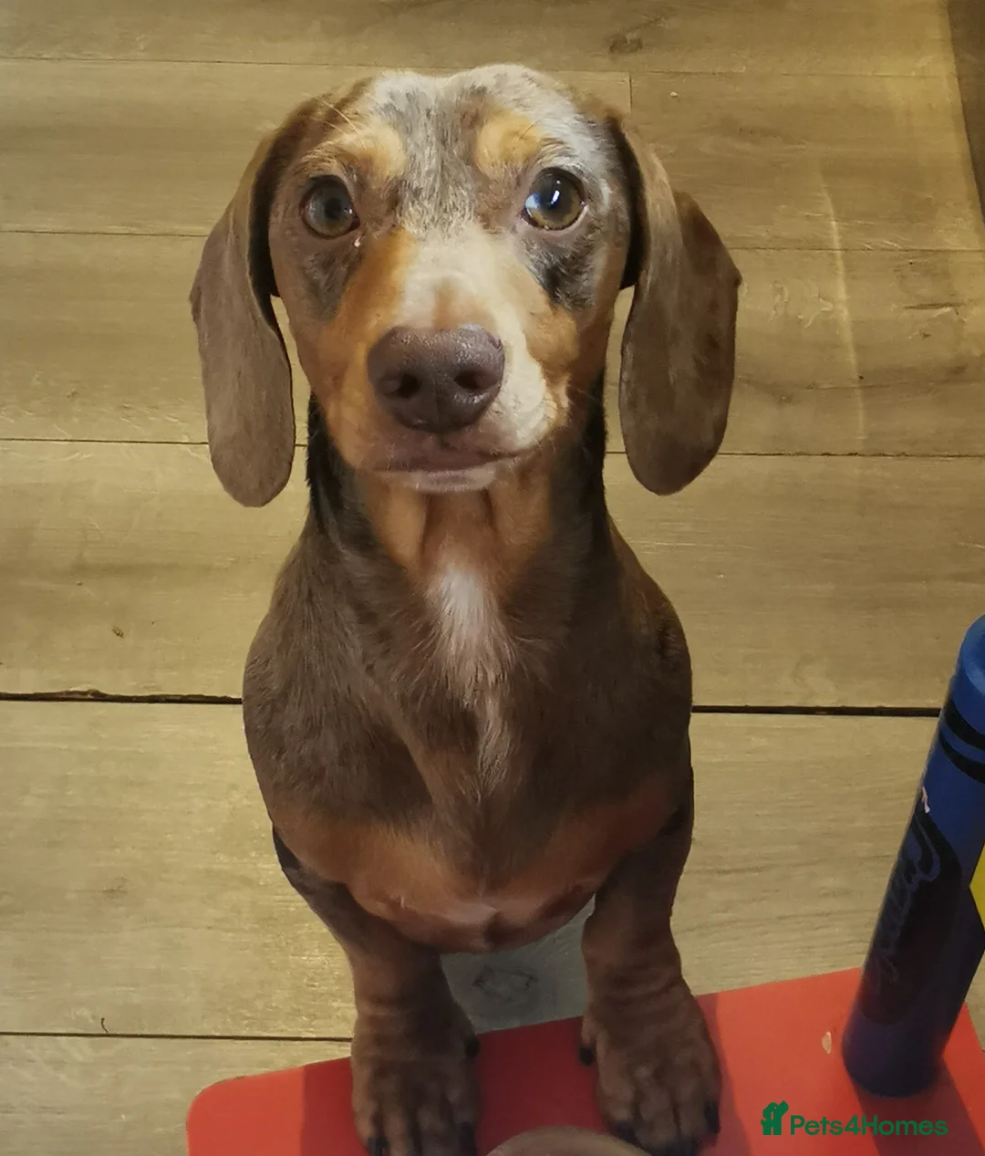 Miniature Dachshund dogs for stud: Miniature chocolate dapple mink dachshund stud dog - Advert 14