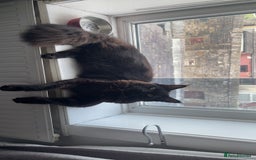 Maine Coon cats for sale: Tyson  - Image 1