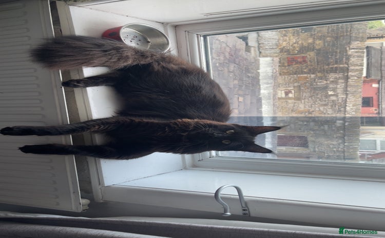 Maine Coon cats - Advert 12