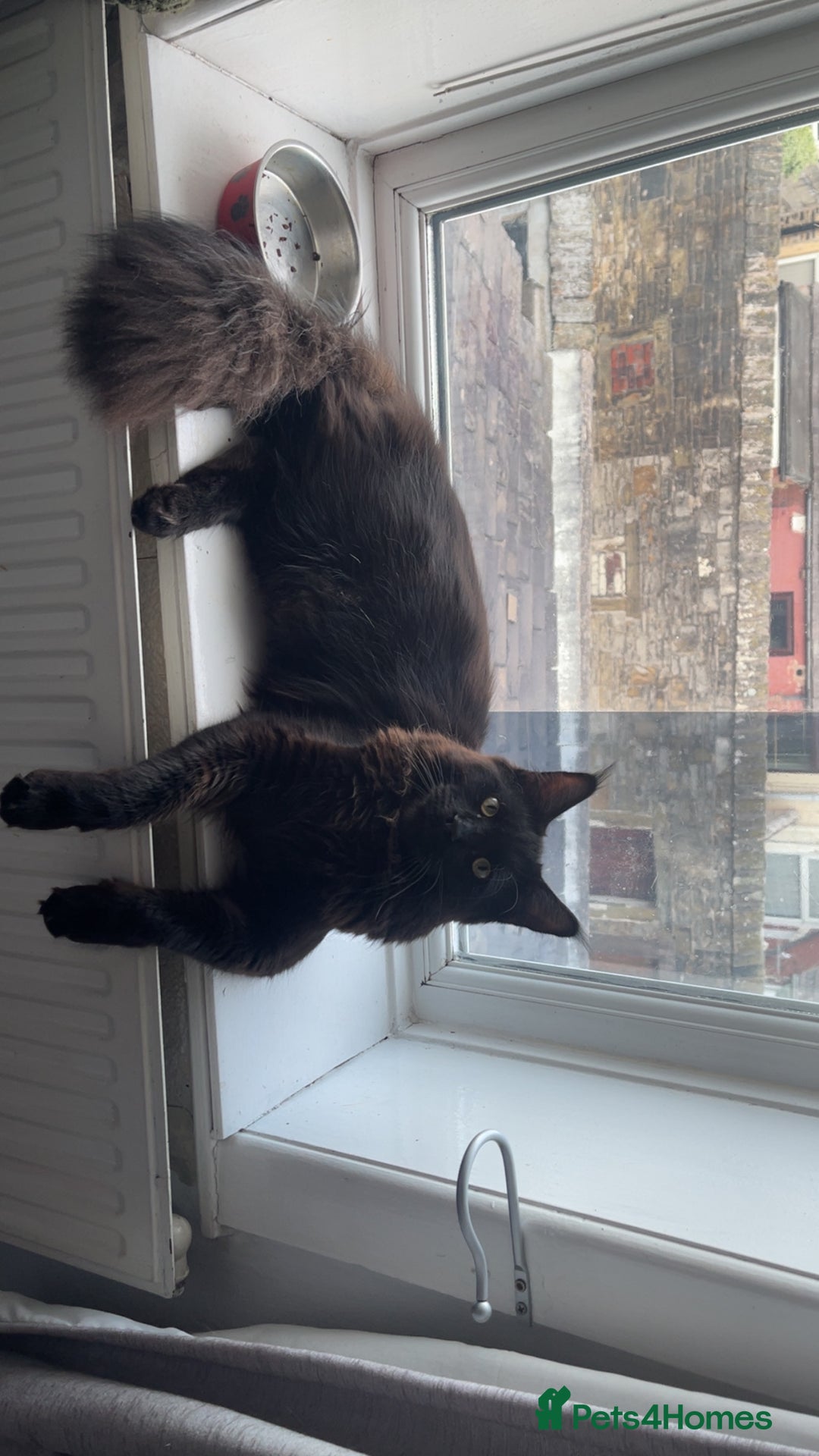 Maine Coon cats for sale: Tyson  - Image 1