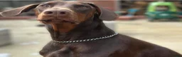 Dobermann dogs for sale: 2YO Male  in Whitland - Advert 1