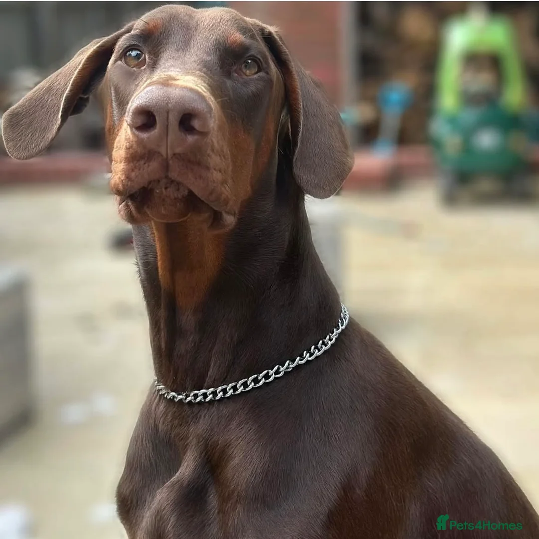 Dobermann dogs for sale: 2YO Male  in Whitland - Advert 1