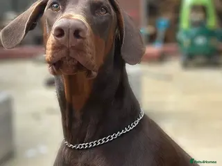 Dobermann dogs 2YO Male - Advert 3