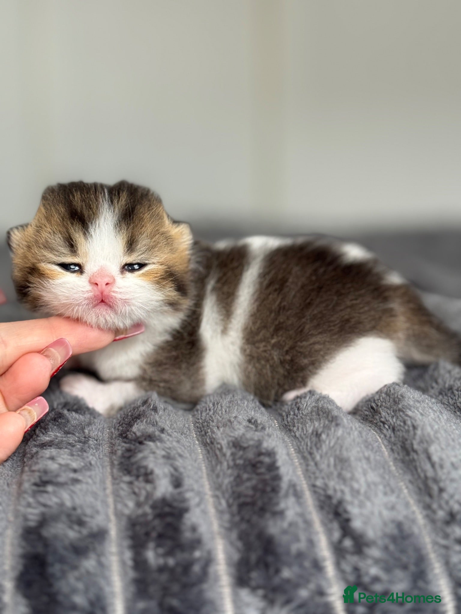 British Shorthair cats Choc/black ticked tabby white TICA reg  - Advert 6