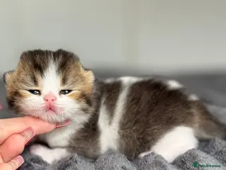 British Shorthair cats Choc/black ticked tabby white TICA reg - Advert 6