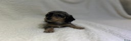 Miniature Dachshund dogs for sale: ****true to type mini dachshund *** - Advert 7