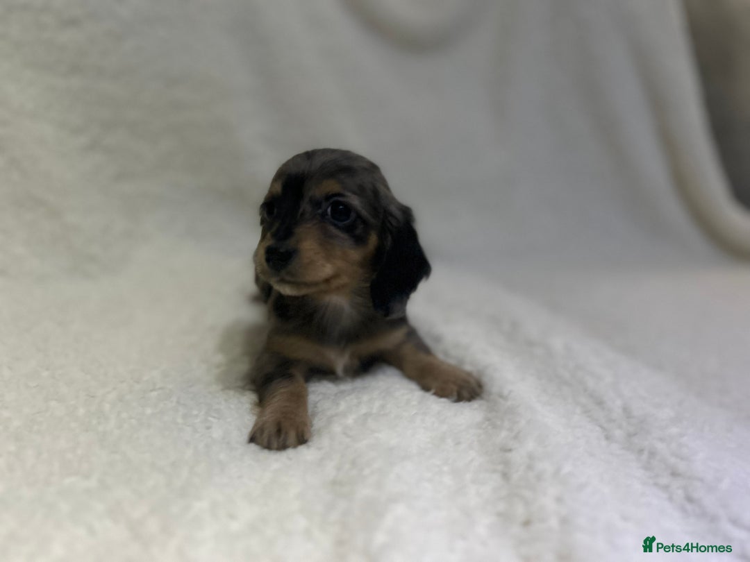 Miniature Dachshund dogs for sale: ****true to type mini dachshund *** - Advert 7