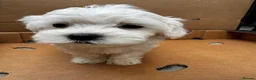 Maltese dogs for sale:   Maltese boys  - Advert 8