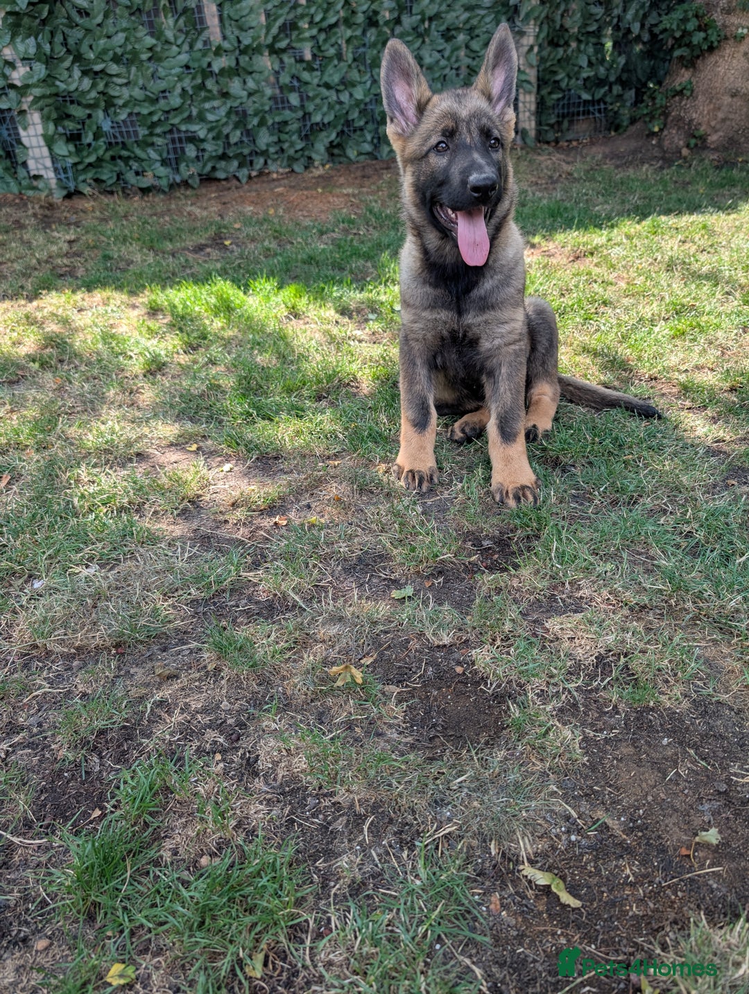 German Shepherd dogs for sale: German Shepherd puppies  in Scunthorpe - Image 11