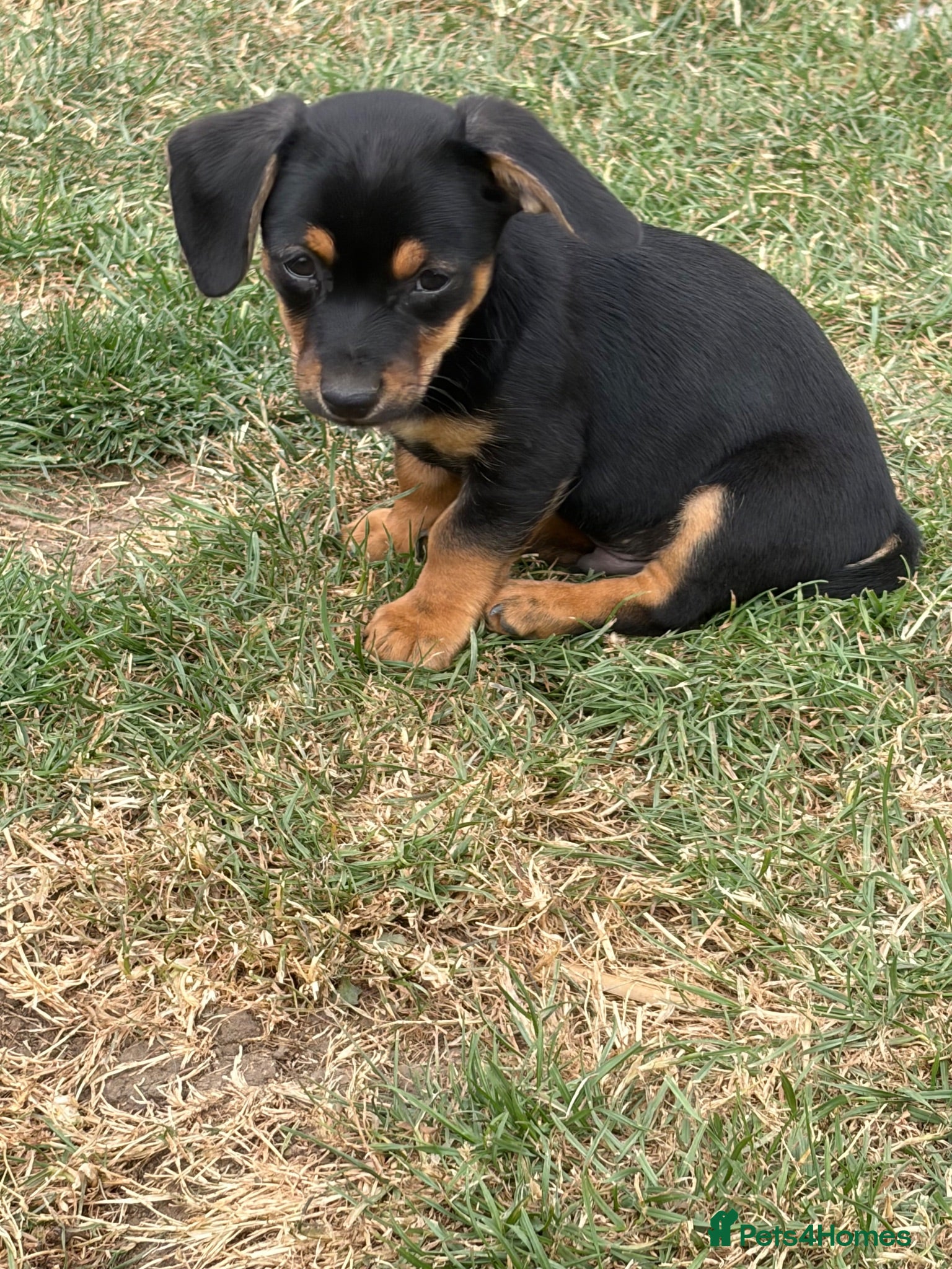 Mixed Breed dogs Chiweenie pups  - Advert 7