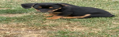 Mixed Breed 1