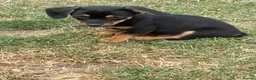 Mixed Breed dogs for sale: Chiweenie pups  - Advert 1