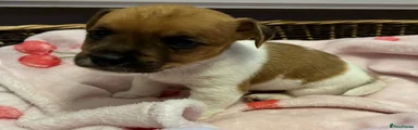 Jack Russell 4