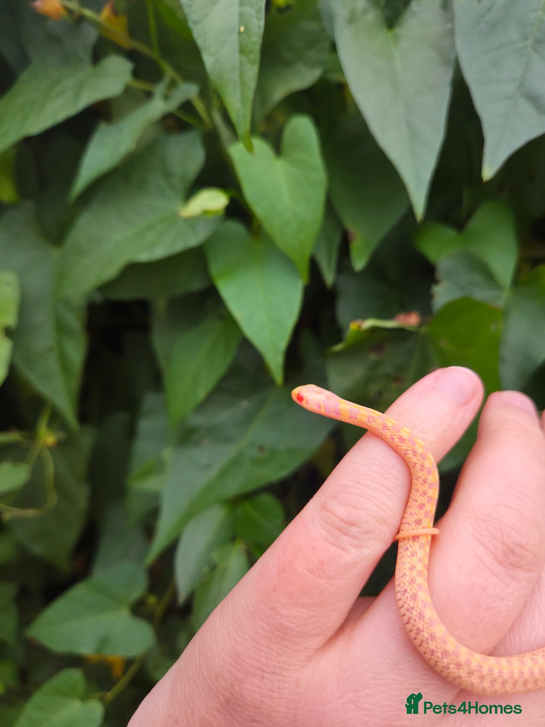 Garter Snake reptiles for sale: Albino Checkered Garter Snake Babies  - Image 5