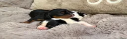 Cavalier King Charles Spaniel dogs for sale: Stunning KC Cavalier King Charles  - Advert 4