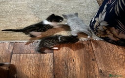 Mixed Breed cats for sale: Kittens for sale - Image 20