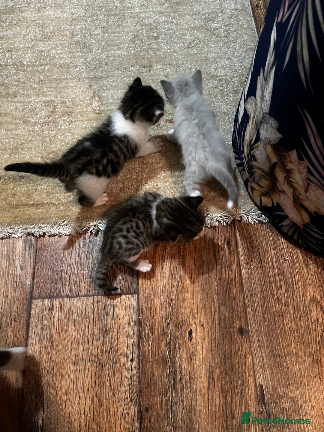 Mixed Breed cats for sale: Kittens for sale - Image 20