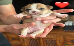 Chihuahua dogs for sale: 6 Gorgeous Chihuahua Puppies 🐶💙🩷🩷🩷🩷💙  - Image 11
