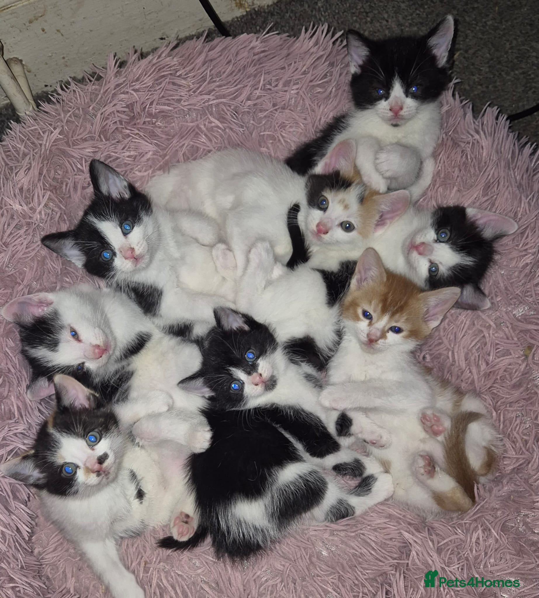 Mixed Breed cats Playful kittens ready for their purrfect homes - Advert 2