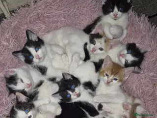 Mixed Breed cats Playful kittens ready for their purrfect homes - Advert 2