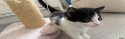 European cats for sale:  Two Kittens Looking for loving Home! 🏡❤️ - Advert 13