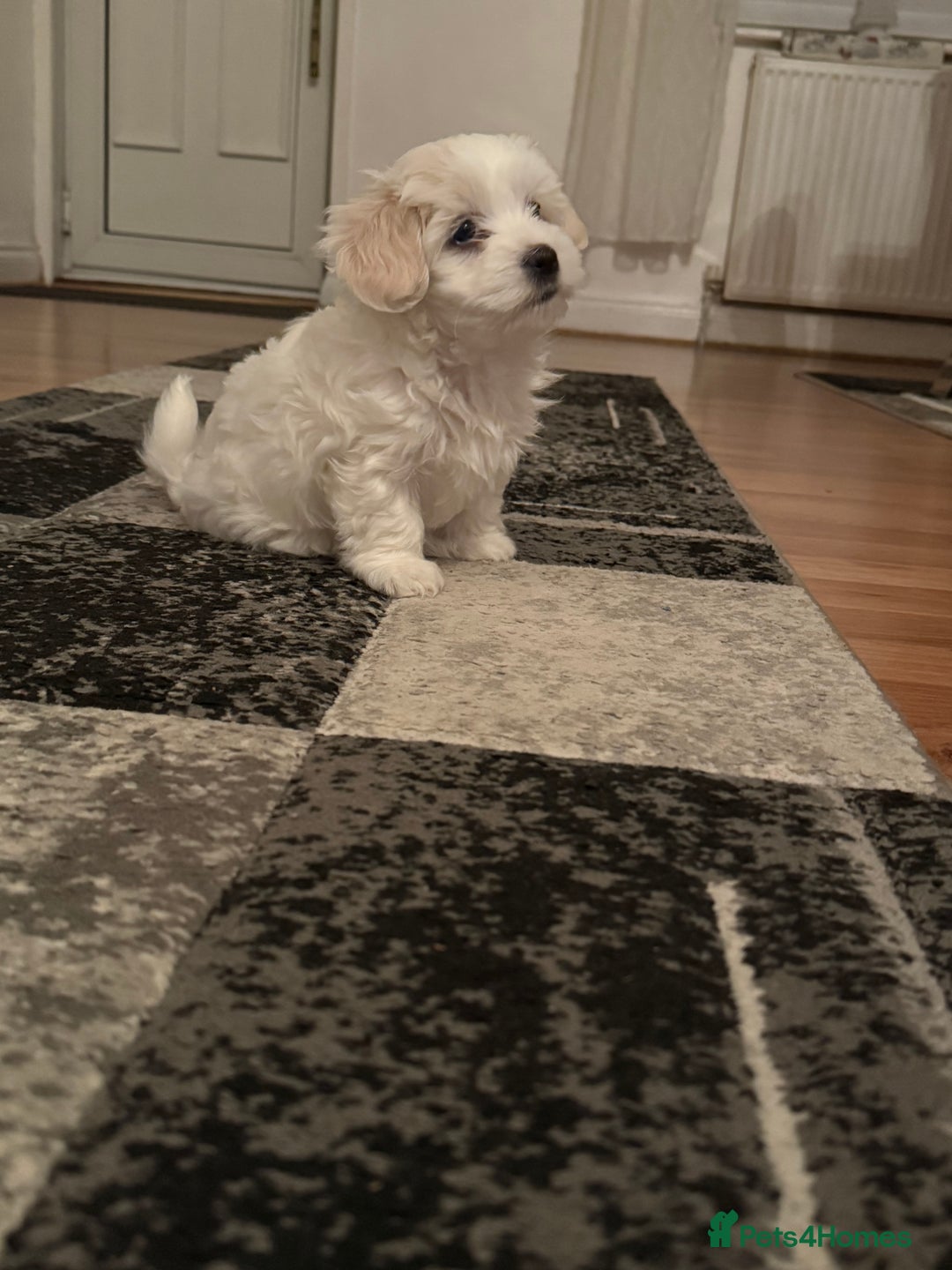 Maltese dogs for sale: pure maltese little girl - Advert 4
