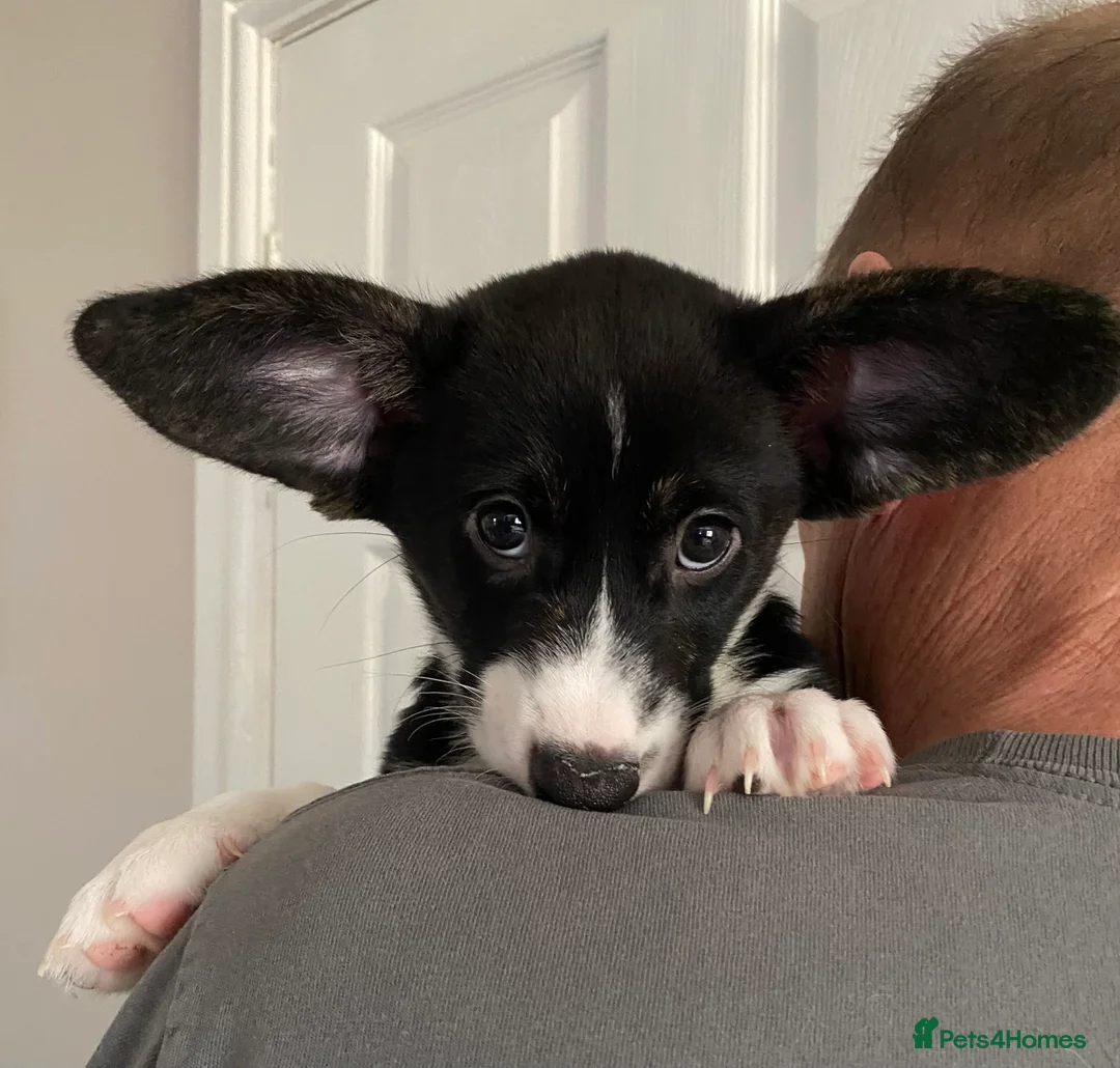 Welsh Corgi Cardigan dogs for sale: WELSH CARDIGAN CORGI GIRLS READY NOW - Advert 4